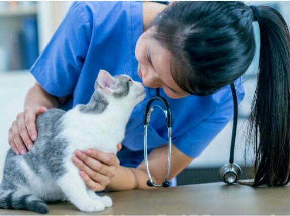 Cat Playing with Docs Cat Playing with Docs
