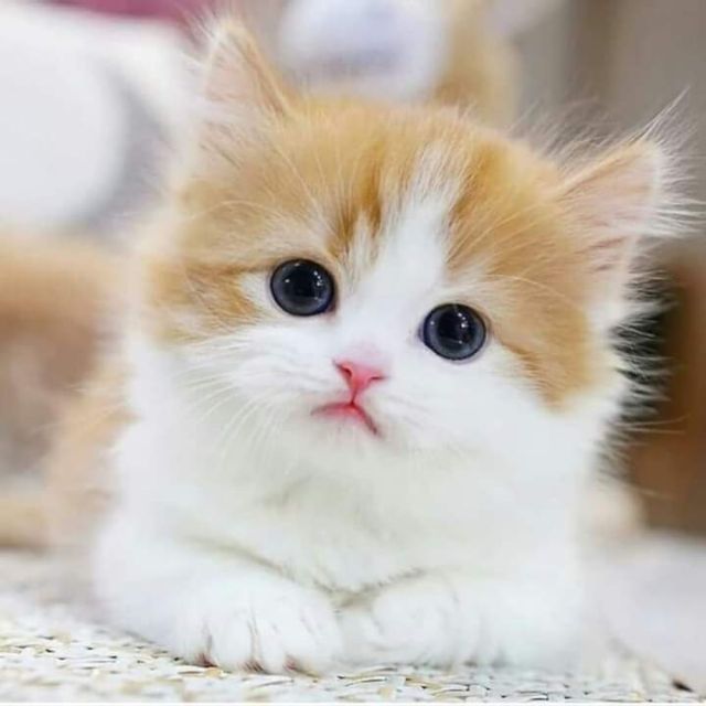 Cute and Beautiful Cat