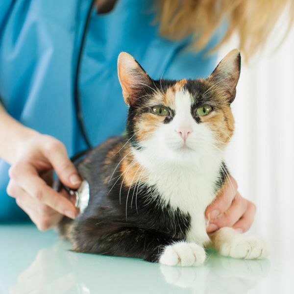 catblood glucose checks