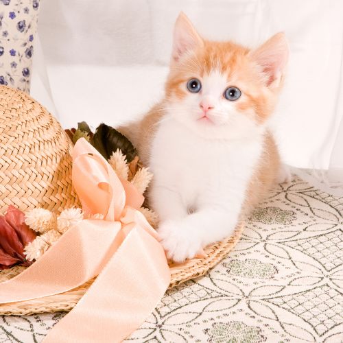 Kitty Sitting